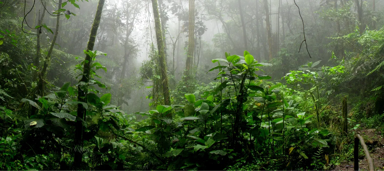 Next Bjlke Bredygtighed